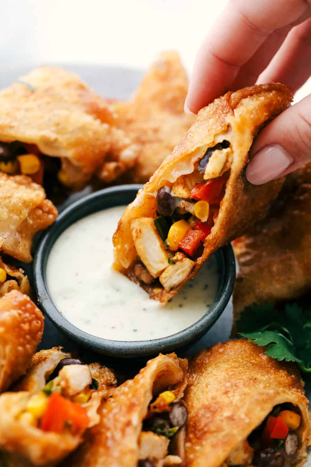 Southwest chicken egg roll being dipped in cilantro ranch dressing. 