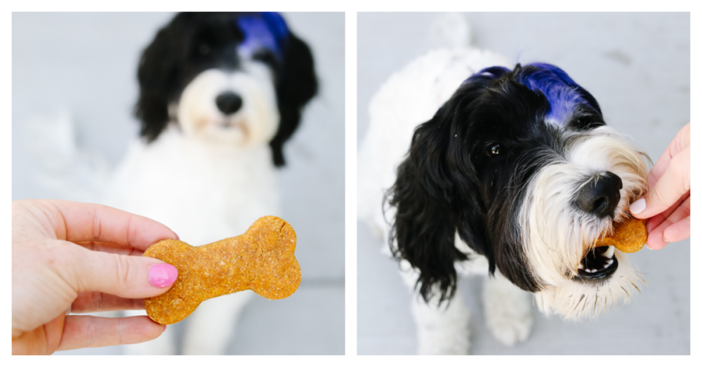 Black and white dog eating a treat.