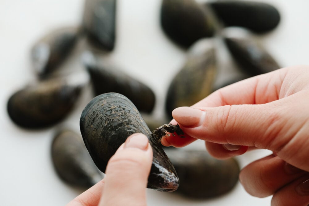 A picture showing someone pulling the beard off of the shell. 