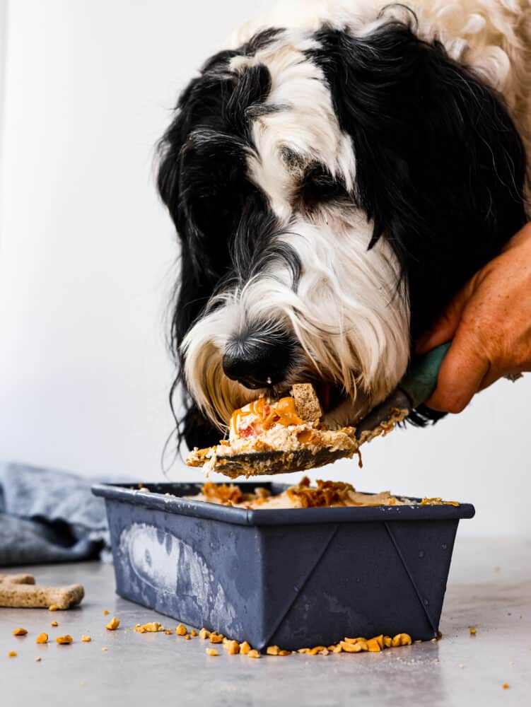 A black and white dog eating a scoop of the frozen dog treat.