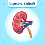 Unlocking the Secret to Protecting Your Kidneys: A User’s Guide.