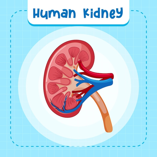 Unlocking the Secret to Protecting Your Kidneys: A User’s Guide.